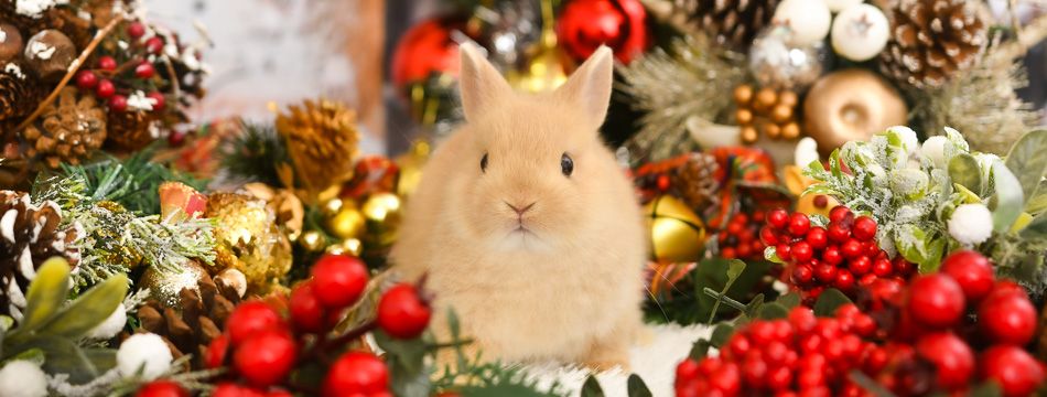 沼津店】ケアサービス＆うさぎの撮影会（うさぎ1匹）-【沼津店