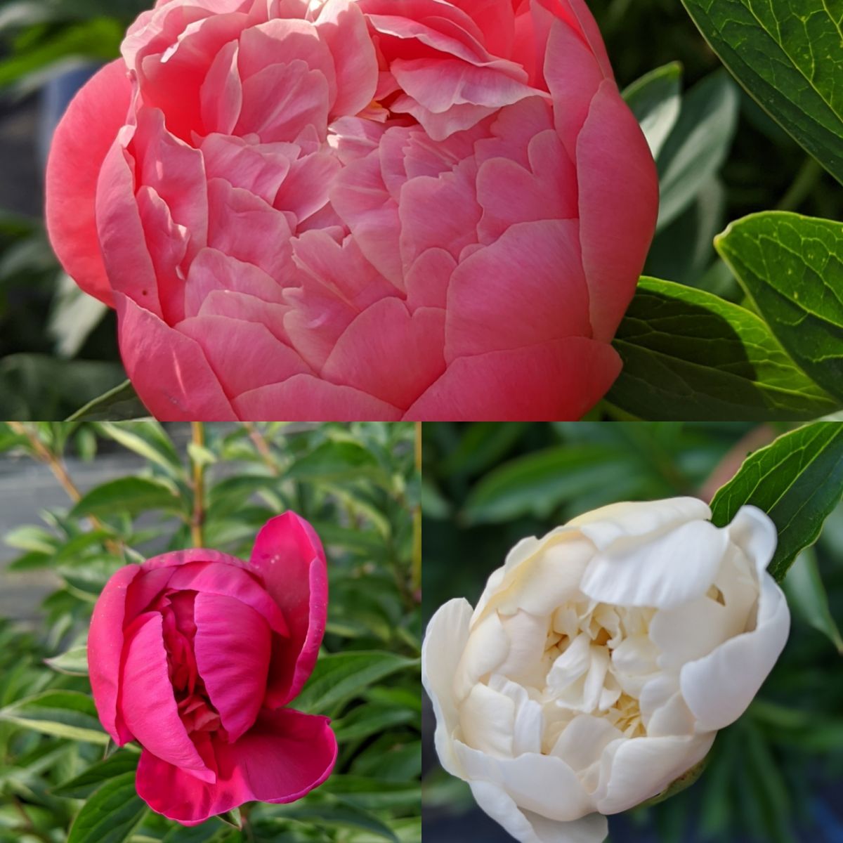 芍薬(しゃくやく) 摘み取り体験