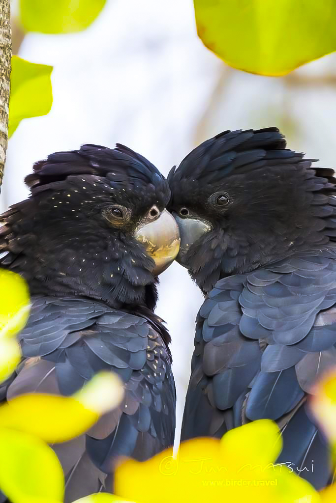 予約サイト】鳥の病院 リトルバード【田園調布院】
