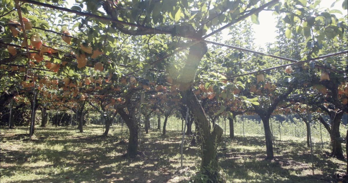 優峰園フルーツランド 果物狩り予約サイト